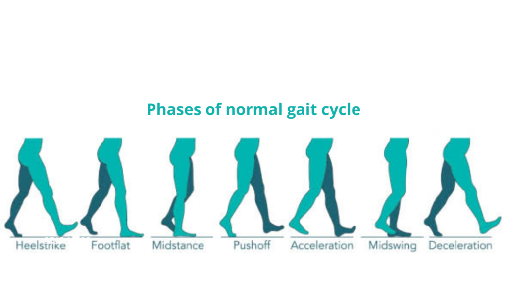 PHASES OF NORMAL GAIT CYCLE