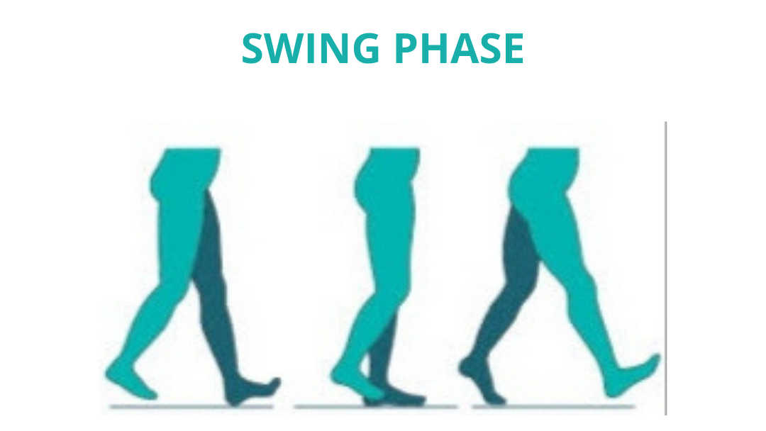 swing phase of a normal gait cycle