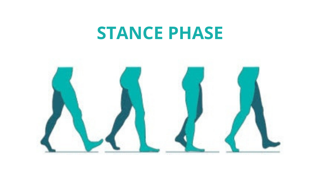 stance phase of a normal gait cycle